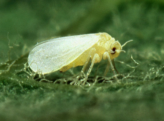 Silverleaf Whitefly (Photo by Scott Bauer via Wikipedia Commons)